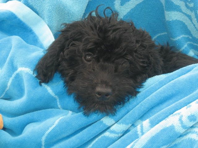 Black goldendoodle peeking out from a bright blue towel