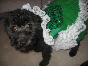 Black goldendoodle wearing a green dress